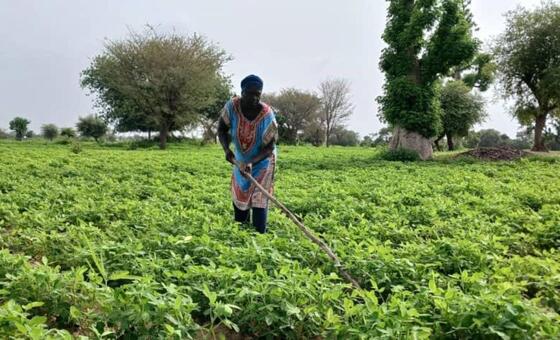 Сенегальская женщина работает на своей ферме.
